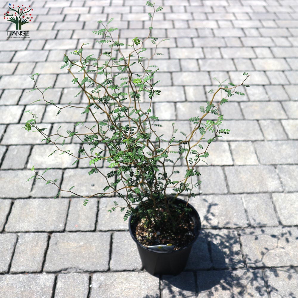 ソフォラ・プロストラータ・リトルベイビー【観葉植物 5号鉢／1個売り】