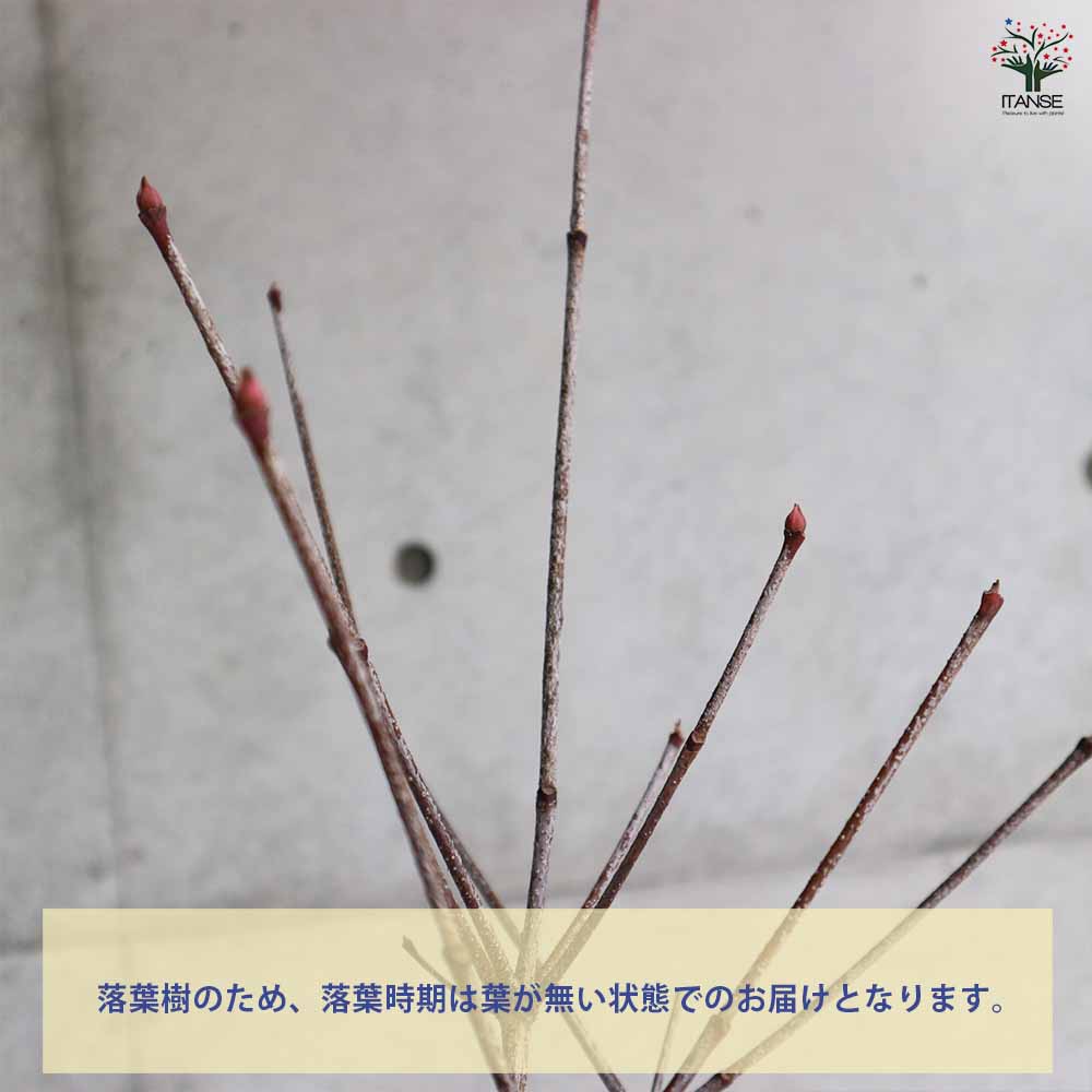 源平ヤマボウシ 【庭木 5～6号ポット苗／1個売り】