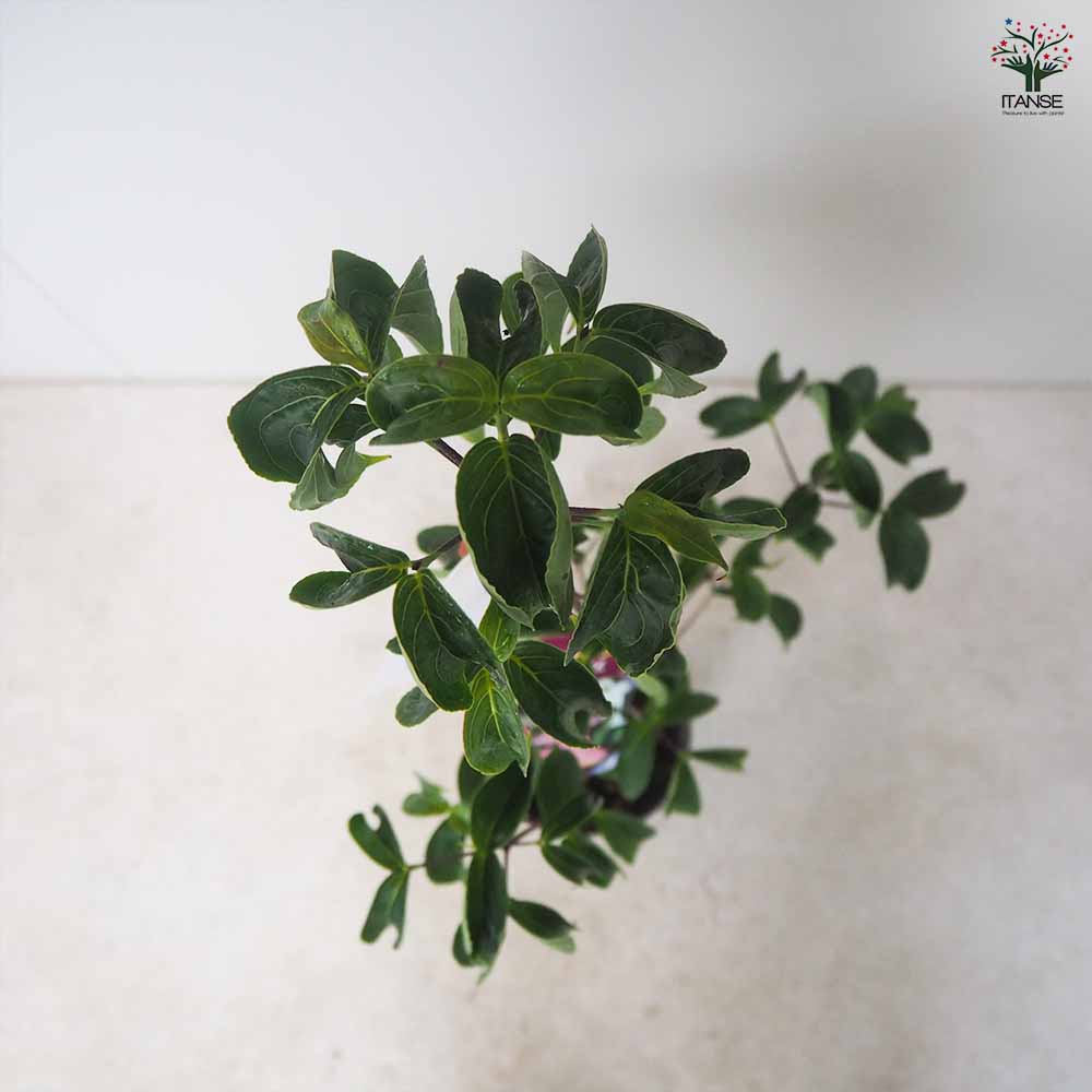 源平ヤマボウシ 【庭木 5～6号ポット苗／1個売り】