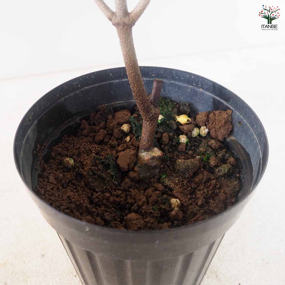 源平ヤマボウシ 【庭木 5～6号ポット苗／1個売り】