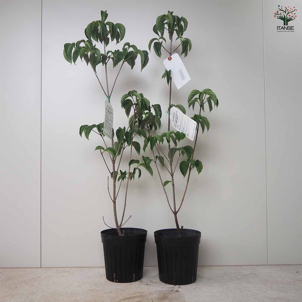 源平ヤマボウシ 【庭木 5～6号ポット苗／1個売り】