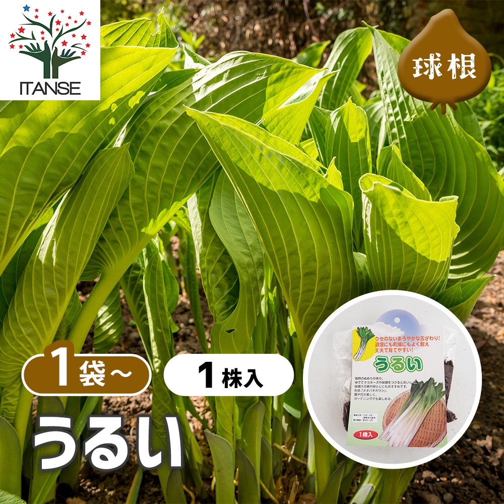野菜球根 うるい 【野菜の苗 1株】｜ 【植物のITANSE】全品送料
