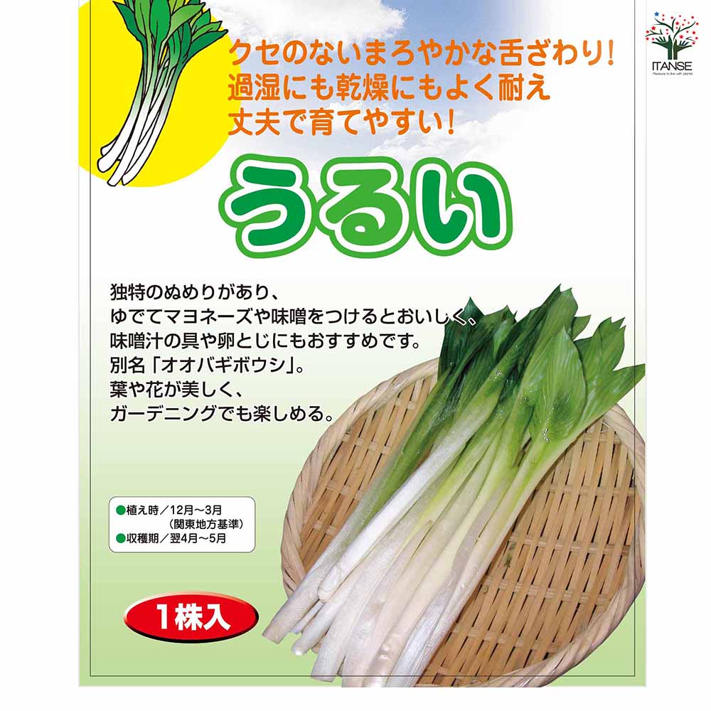 野菜球根 うるい 【野菜の苗 1株】｜ 【植物のITANSE】全品送料