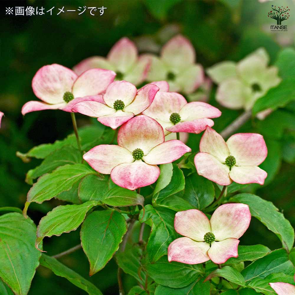 源平ヤマボウシ 【庭木 5～6号ポット苗／1個売り】