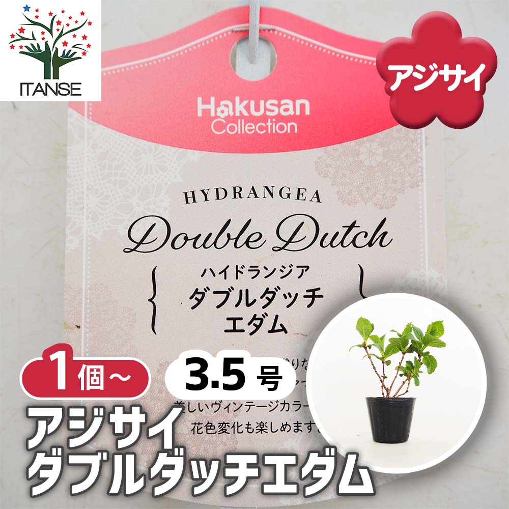 アジサイ ダブルダッチエダム 【花木苗 3.5号】｜ 【植物の