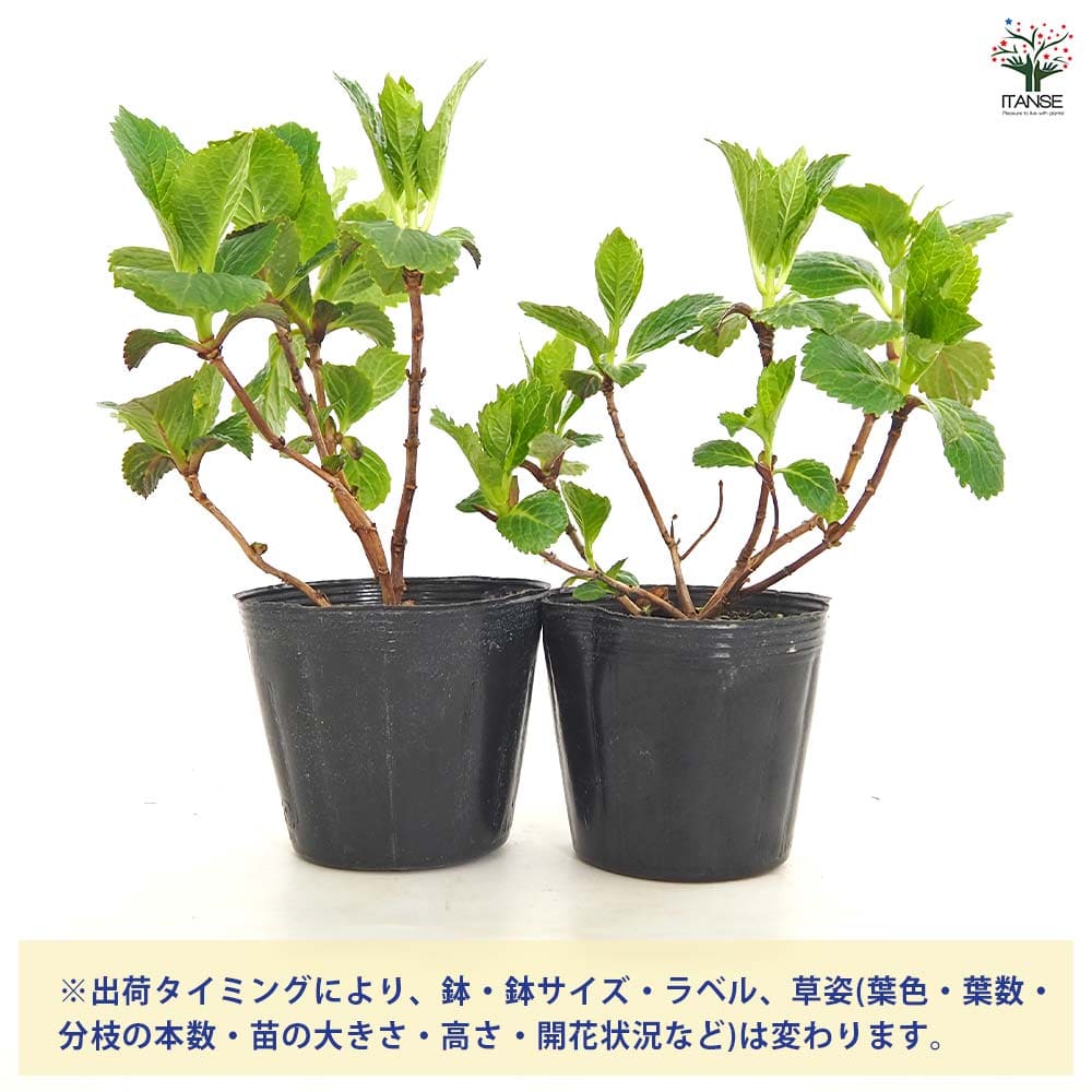 その他観葉植物 acetedyamada アジサイ ダブルダッチエダム 【花木苗 3.5号】｜ 【植物の