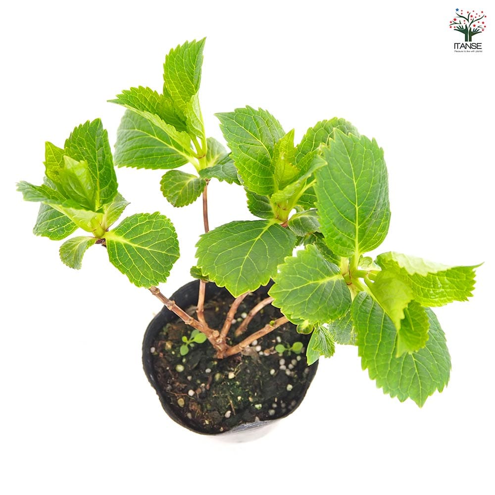 その他観葉植物 acetedyamada アジサイ ダブルダッチエダム 【花木苗 3.5号】｜ 【植物の