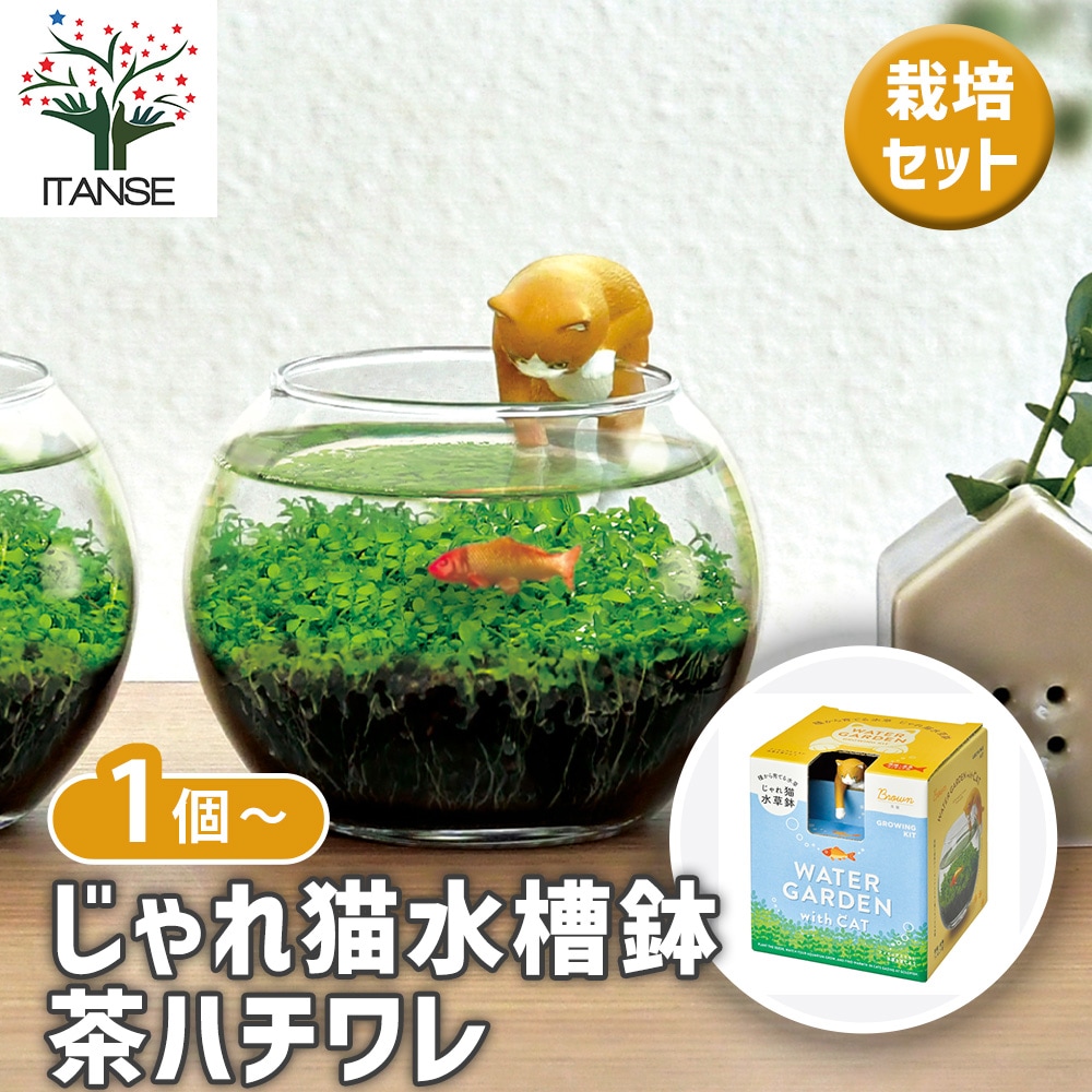 栽培セット じゃれ猫水槽鉢 茶ハチワレ 【栽培セット 】｜ 【植物の