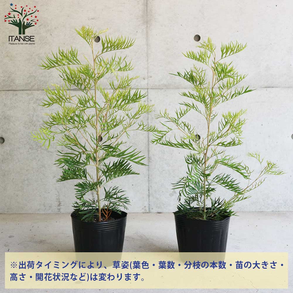 グレビレア・ピーチ&クリーム【庭木 6号／1個売り】｜ 【植物の