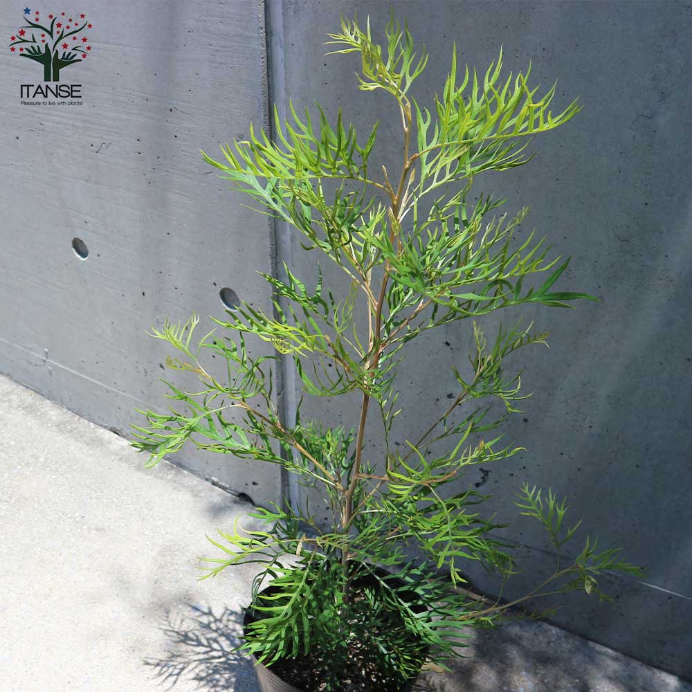 グレビレア・ピーチ&クリーム【庭木 6号／1個売り】｜ 【植物の