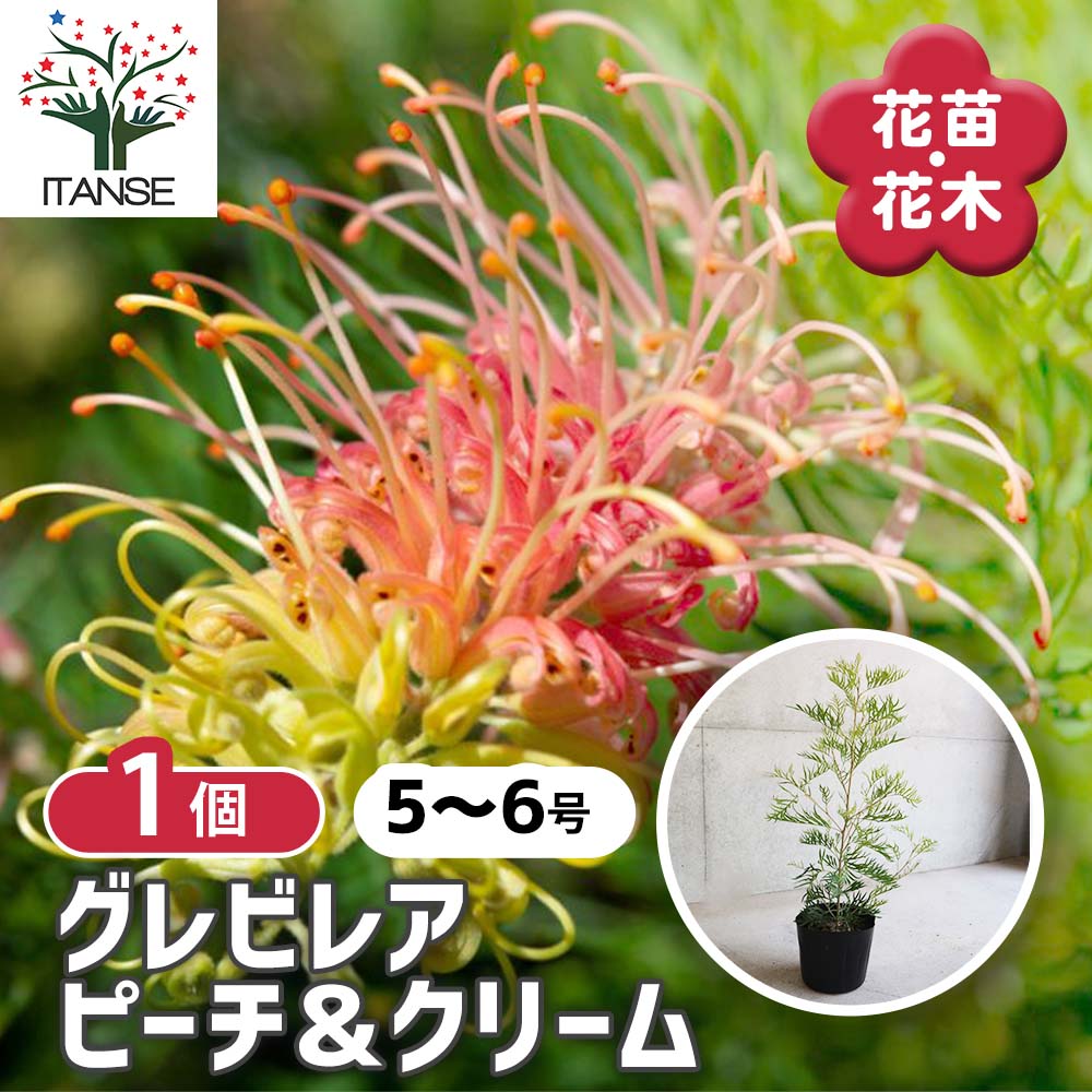 グレビレア ピーチ＆クリーム【庭木 5～6号／1個売り】｜ 【植物の