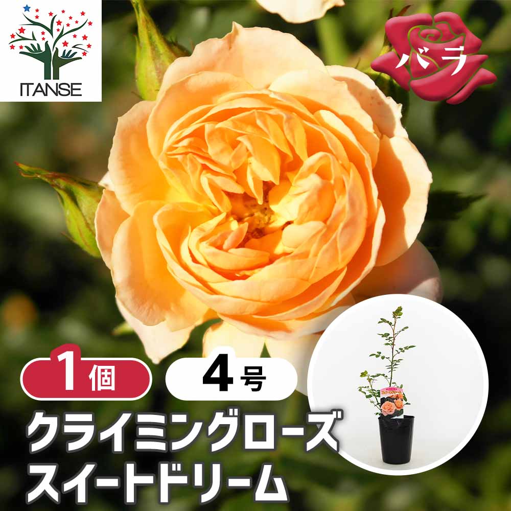 つる薔薇 スイートドリーム クライミングローズ 【花木苗 4号／1個売り