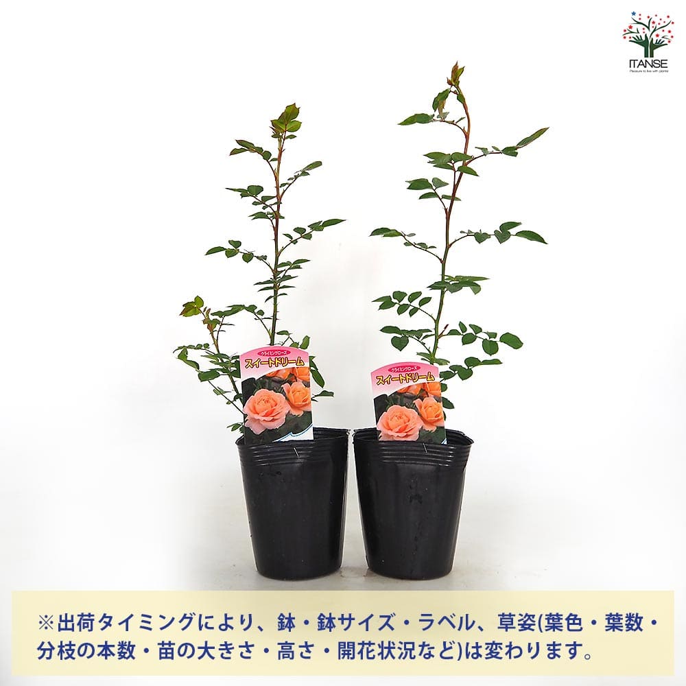 つる薔薇 スイートドリーム クライミングローズ 【花木苗 4号／1個売り