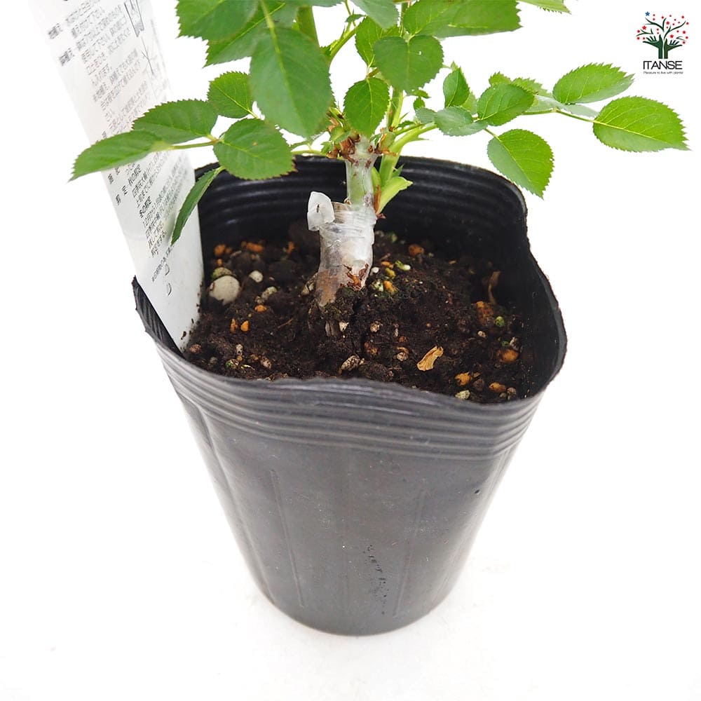 つる薔薇 スイートドリーム クライミングローズ 【花木苗 4号／1個売り