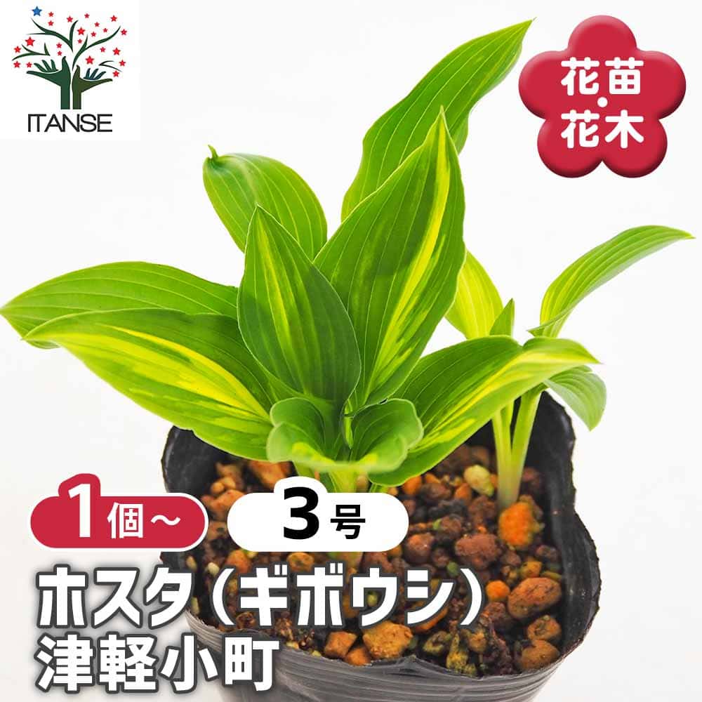 ギボウシ　3芽付き　たっぷり根付き苗 楽天市場】ギボウシ 3号苗 6個（6種）セット (c14) : 千草園芸