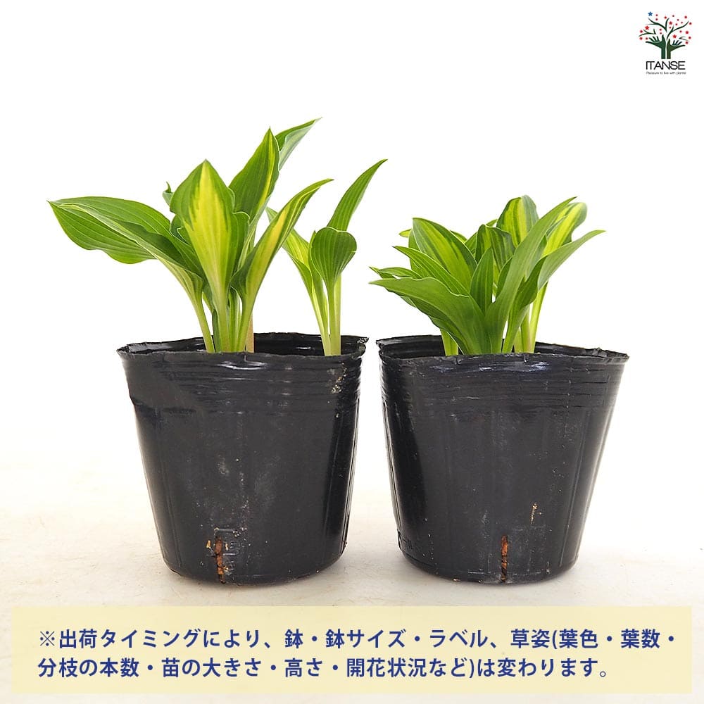 ホスタ(ギボウシ) 津軽小町 【花木苗 3号】｜ 【植物のITANSE