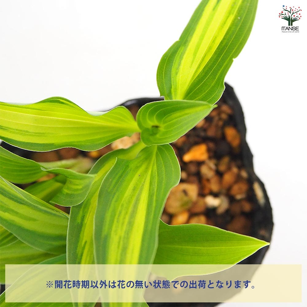 ホスタ(ギボウシ) 津軽小町 【花木苗 3号】｜ 【植物のITANSE