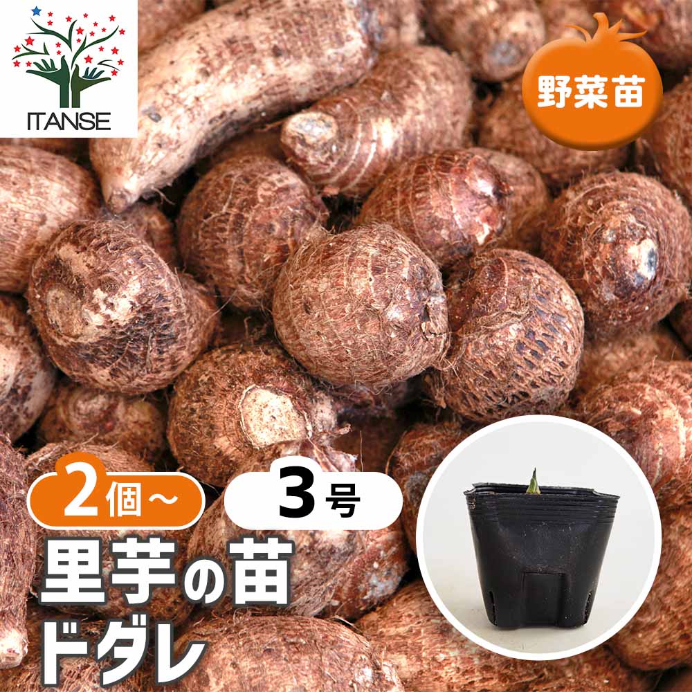 里芋の苗 ドダレ2個～ 【野菜の苗 3号】｜ 【植物のITANSE】全品