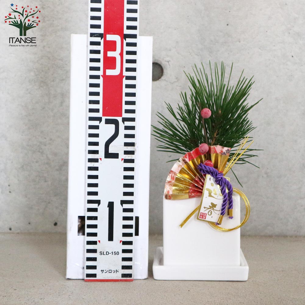 曲がり松・ホワイエ／「迎春」の飾り付き【正月飾り 白角鉢 受け皿付き／1個売り】