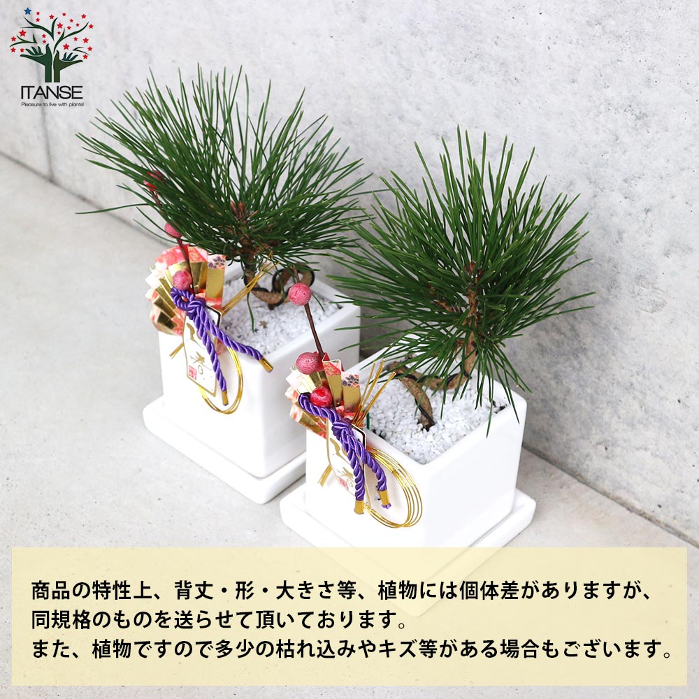 曲がり松・ホワイエ／「迎春」の飾り付き【正月飾り 白角鉢 受け皿付き／1個売り】