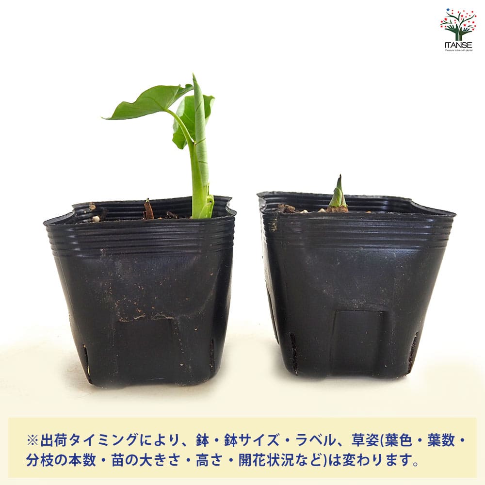 里芋の苗 ドダレ2個～ 【野菜の苗 3号】｜ 【植物のITANSE】全品