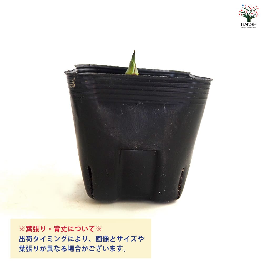 里芋の苗 ドダレ2個～ 【野菜の苗 3号】｜ 【植物のITANSE】全品