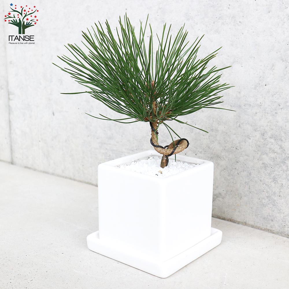 曲がり松・ホワイエ／「迎春」の飾り付き【正月飾り 白角鉢 受け皿付き／1個売り】