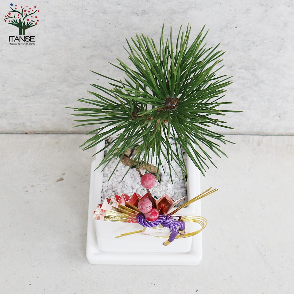 曲がり松・ホワイエ／「迎春」の飾り付き【正月飾り 白角鉢 受け皿付き／1個売り】