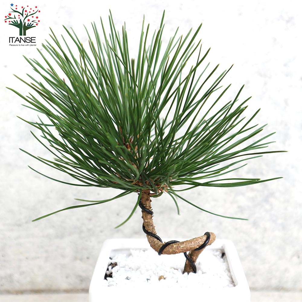 曲がり松・ホワイエ／「迎春」の飾り付き【正月飾り 白角鉢 受け皿付き／1個売り】