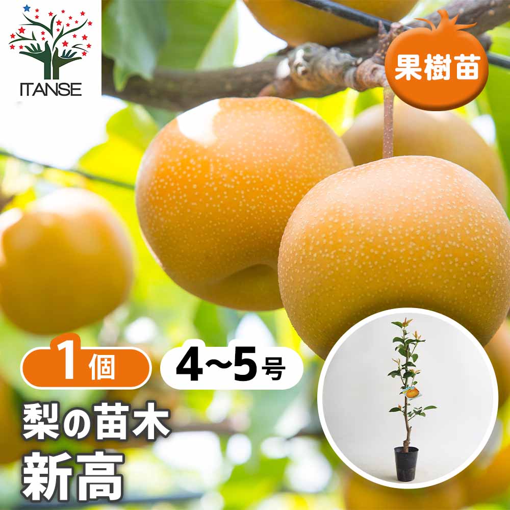 梨の苗木 新高 【果樹の苗 4～5号／1個売り】｜ 【植物のITANSE