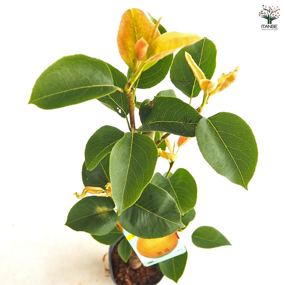 梨の苗木 新高 【果樹の苗 4～5号／1個売り】｜ 【植物のITANSE