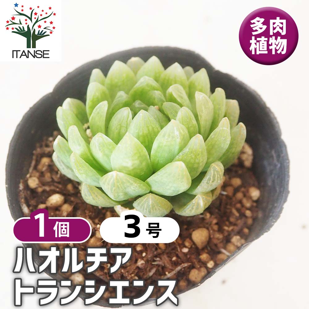 ハオルチア トランシエンス 【多肉植物 3号／1個売り】｜ 【植物の