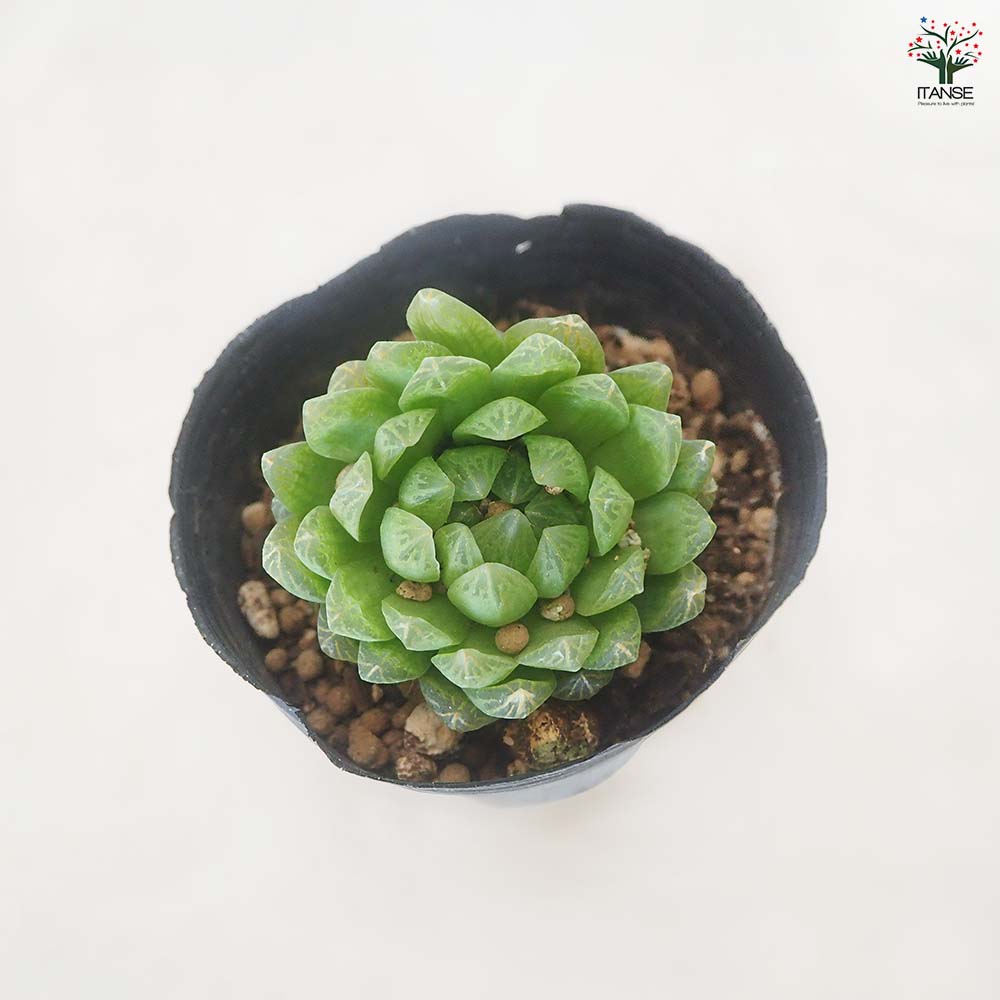 ハオルチア トランシエンス 【多肉植物 3号／1個売り】｜ 【植物の