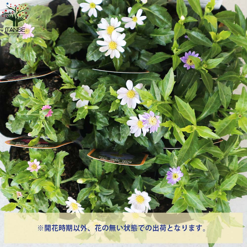 都忘れ(ミヤコワスレ) 3品種各2個【花苗 3.5号ポット／お買い得6個