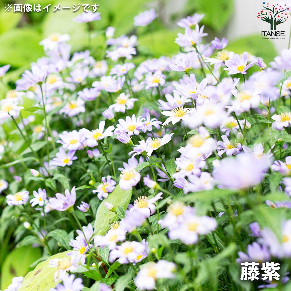 都忘れ(ミヤコワスレ) 3品種各2個【花苗 3.5号ポット／お買い得6個
