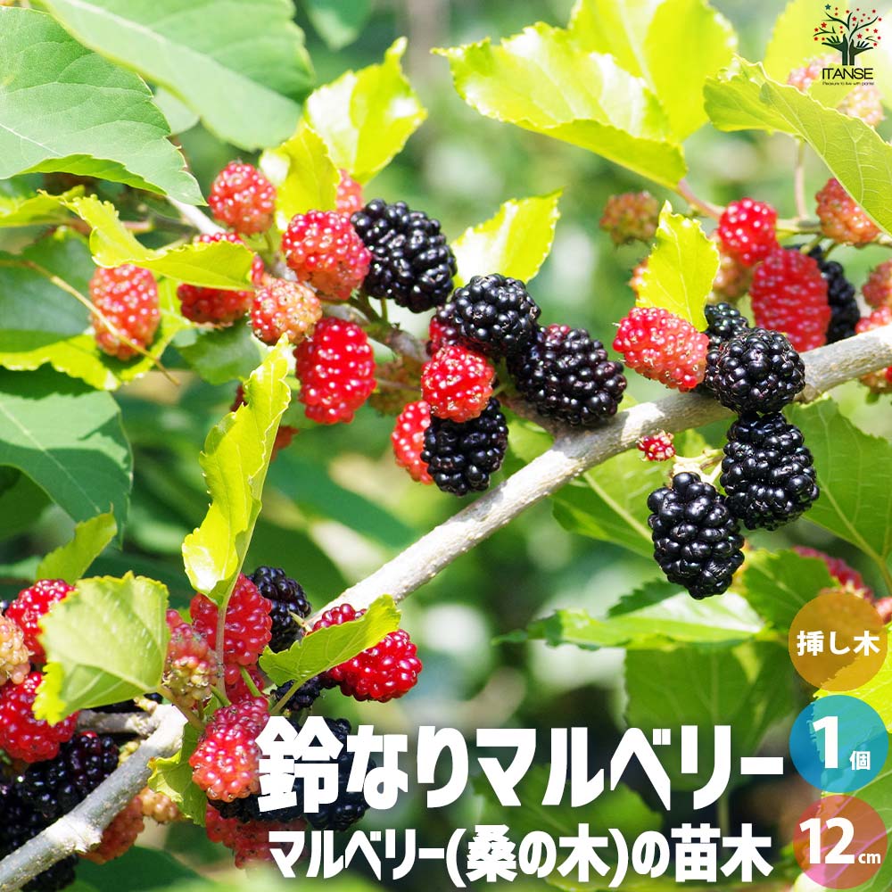 マルベリー(桑の木)