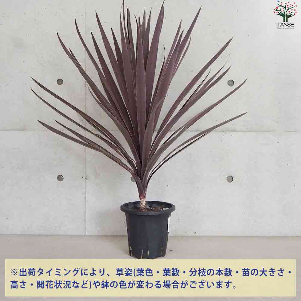 コルディリネ レッドスター 幹上がり【花苗 7号鉢／1個売り】