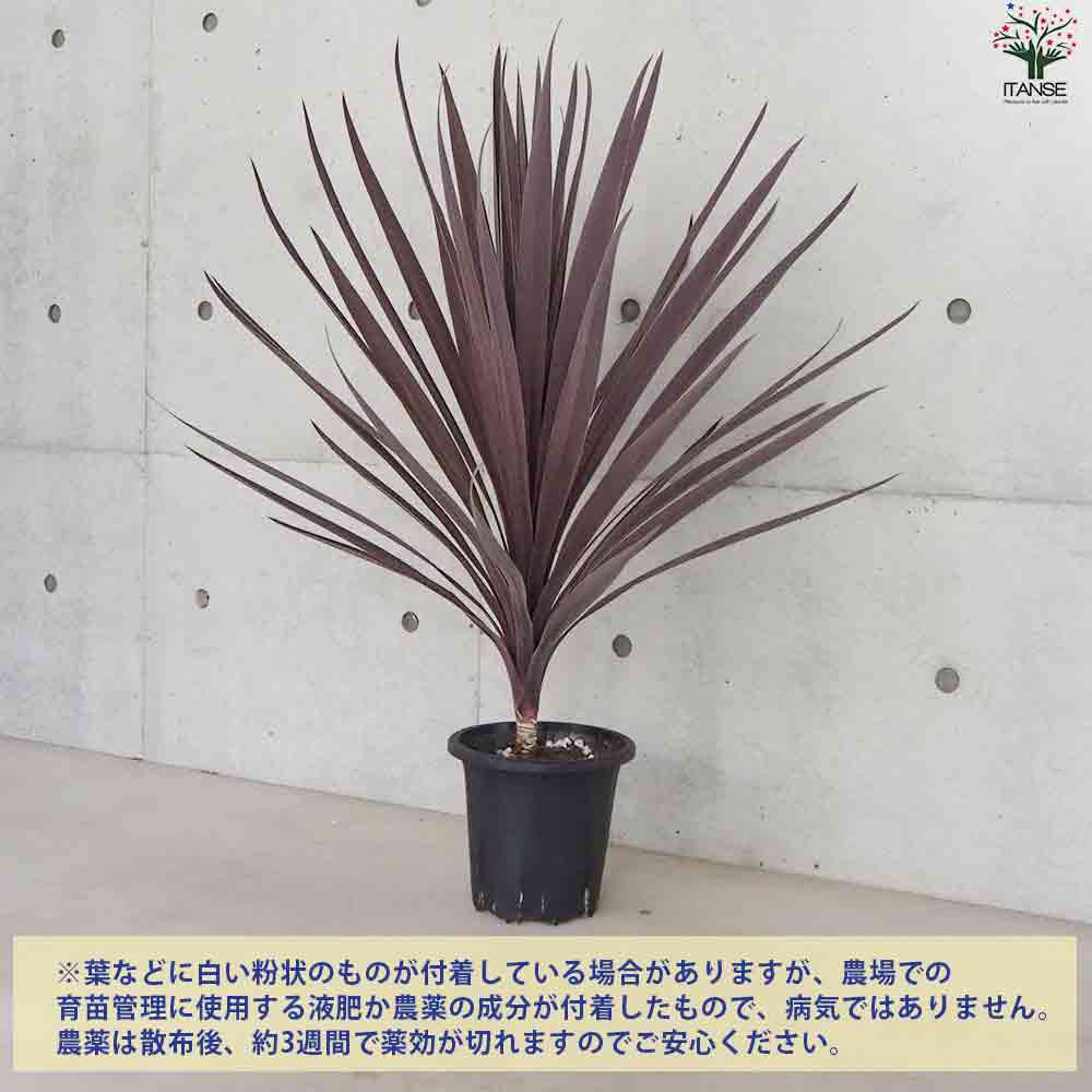 コルディリネ レッドスター 幹上がり【花苗 7号鉢／1個売り】