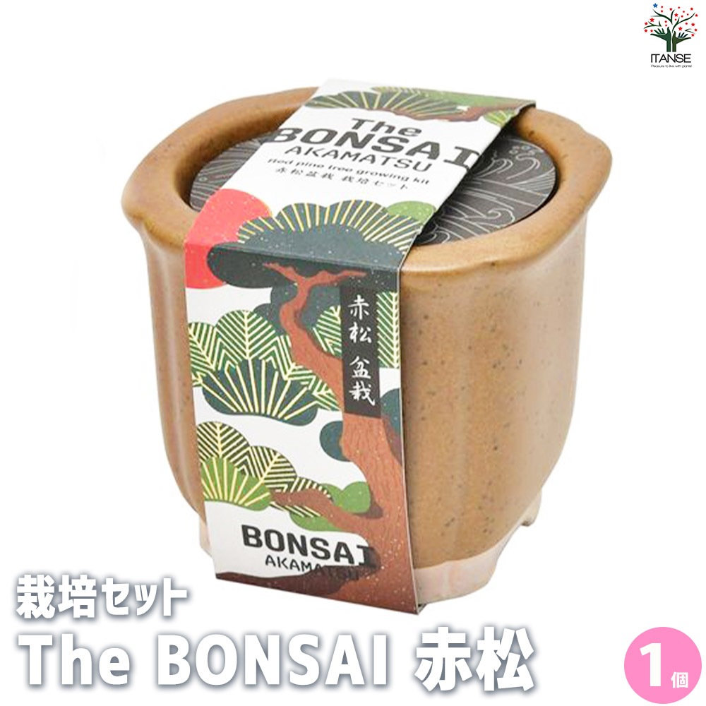 栽培セット The BONSAI 赤松【盆栽／1個売り】｜ 【植物の