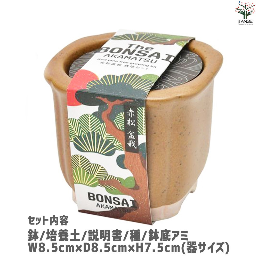 栽培セット The BONSAI 赤松【盆栽／1個売り】