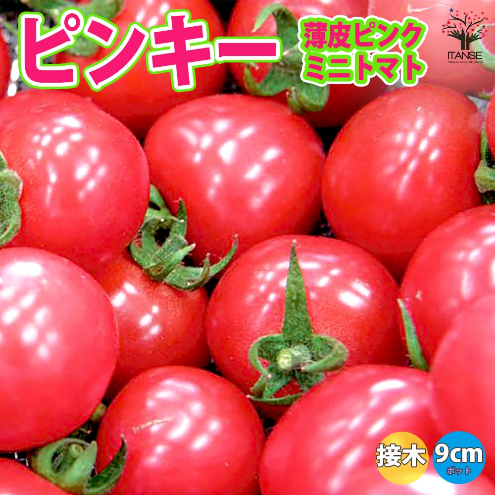 うす皮ピンクミニトマト・ピンキー 接ぎ木苗2個～【野菜 接木苗