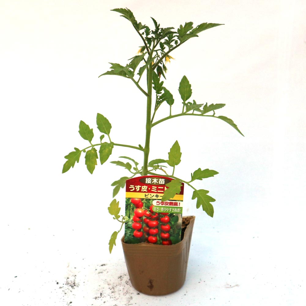 うす皮ピンクミニトマト・ピンキー 接ぎ木苗2個～【野菜 接木苗9cmポット】