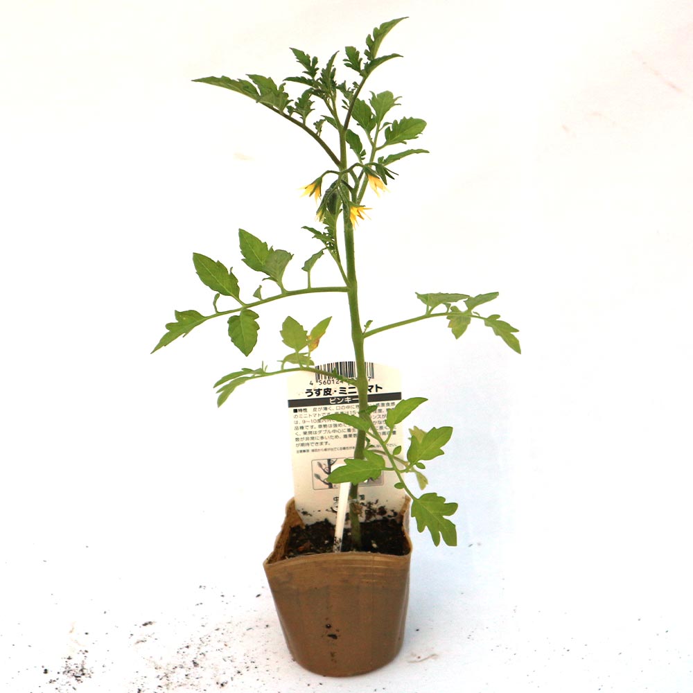 うす皮ピンクミニトマト・ピンキー 接ぎ木苗2個～【野菜 接木苗9cmポット】