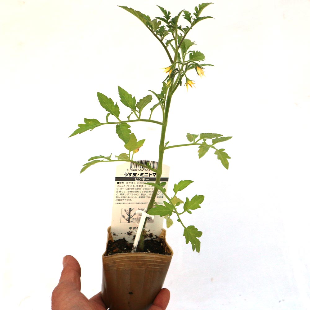 うす皮ピンクミニトマト・ピンキー 接ぎ木苗2個～【野菜 接木苗9cmポット】