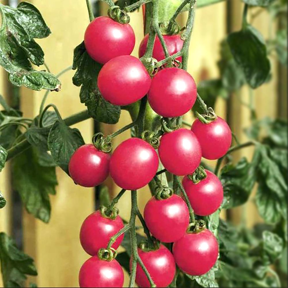 うす皮ピンクミニトマト・ピンキー 接ぎ木苗2個～【野菜 接木苗9cmポット】