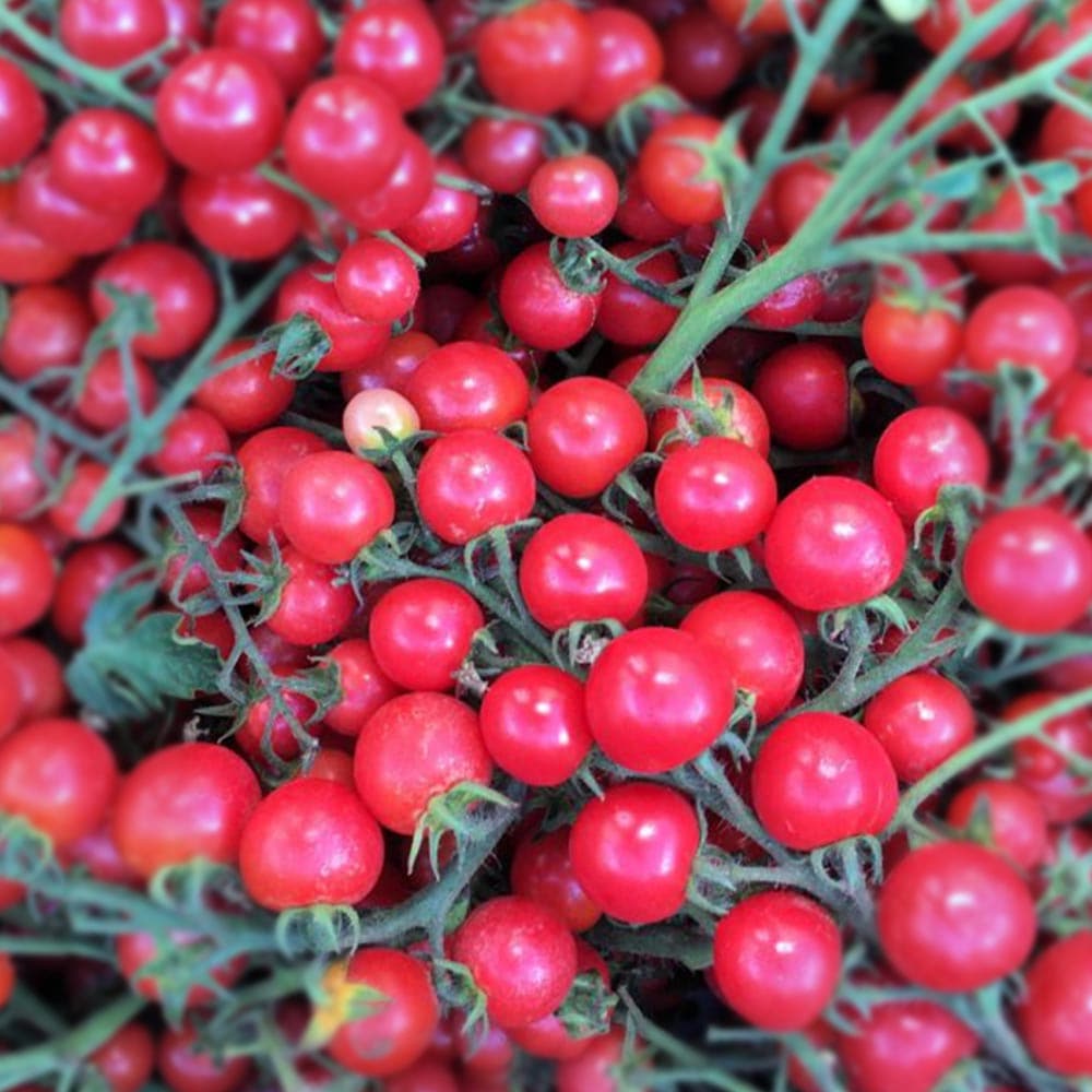 うす皮ピンクミニトマト・ピンキー 接ぎ木苗2個～【野菜 接木苗9cm