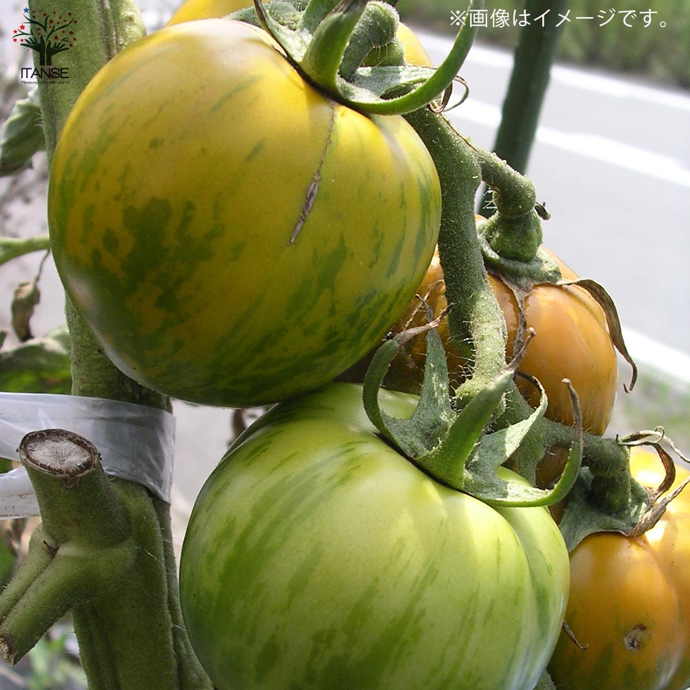 固定種の美味しいトマトの苗10.5cmポット 極旨4品種各2個 合計8個セット【固定種野菜苗10.5cmポット 自根苗】