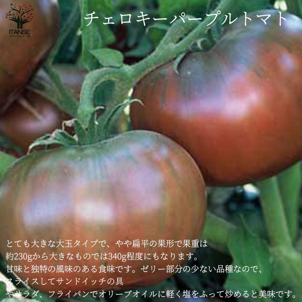 固定種の美味しいトマトの苗10.5cmポット 極旨4品種各2個 合計8個セット【固定種野菜苗10.5cmポット 自根苗】