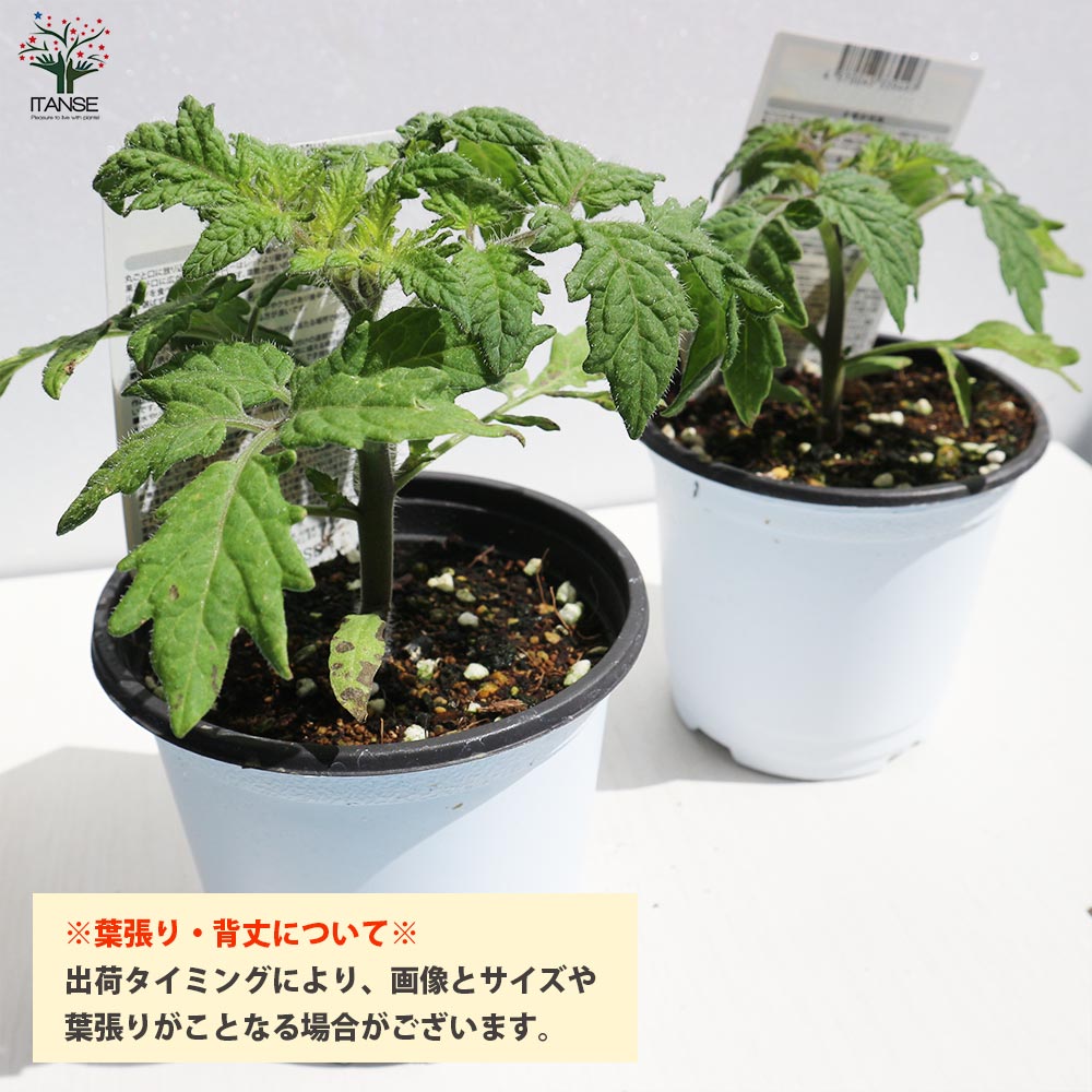 固定種の美味しいトマトの苗10.5cmポット 極旨4品種各2個 合計8個セット【固定種野菜苗10.5cmポット 自根苗】