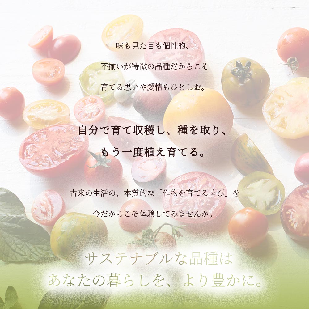 固定種の美味しいトマトの苗10.5cmポット 極旨4品種各2個 合計8個セット【固定種野菜苗10.5cmポット 自根苗】